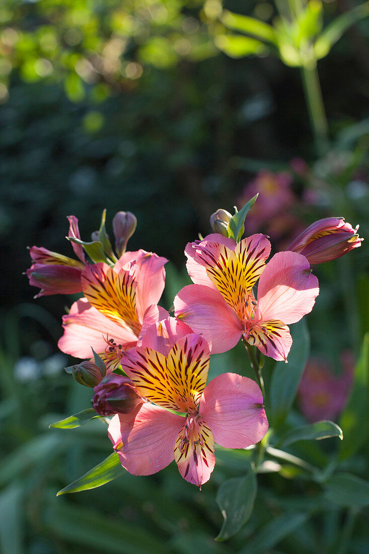 Pink Peruvian lily in sunlight