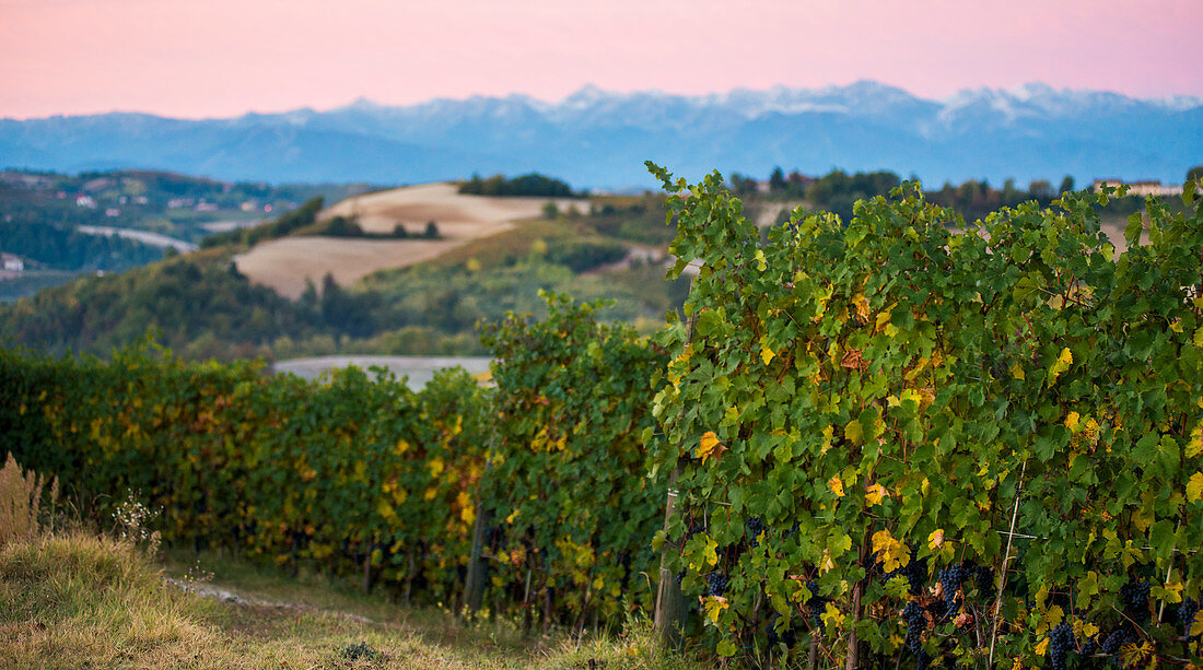 Weinberge und Berglandschaft bei Sonnenaufgang, Dogliani, Piemont, Italien