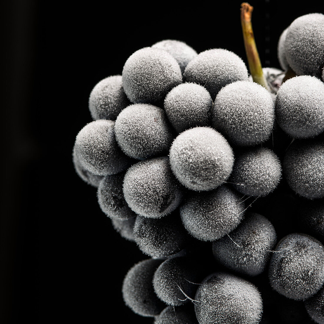 gefrorene Barbera-Trauben auf schwarzem Hintergrund (Close Up)