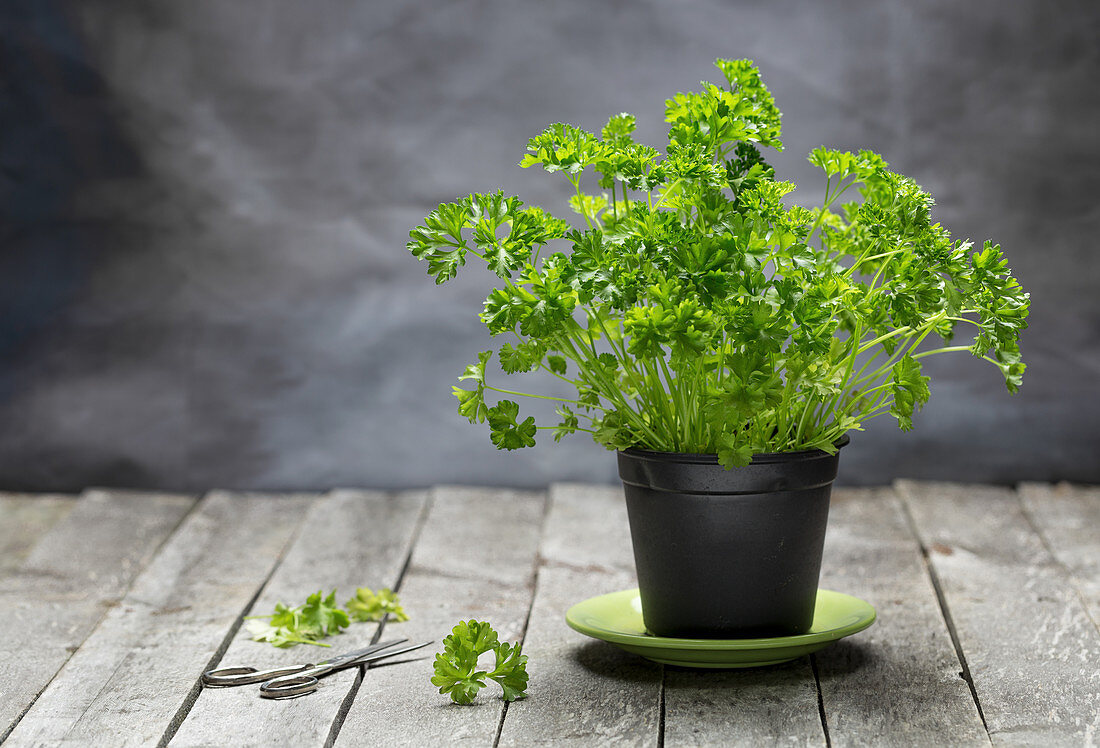 Fresh parsley in a pot