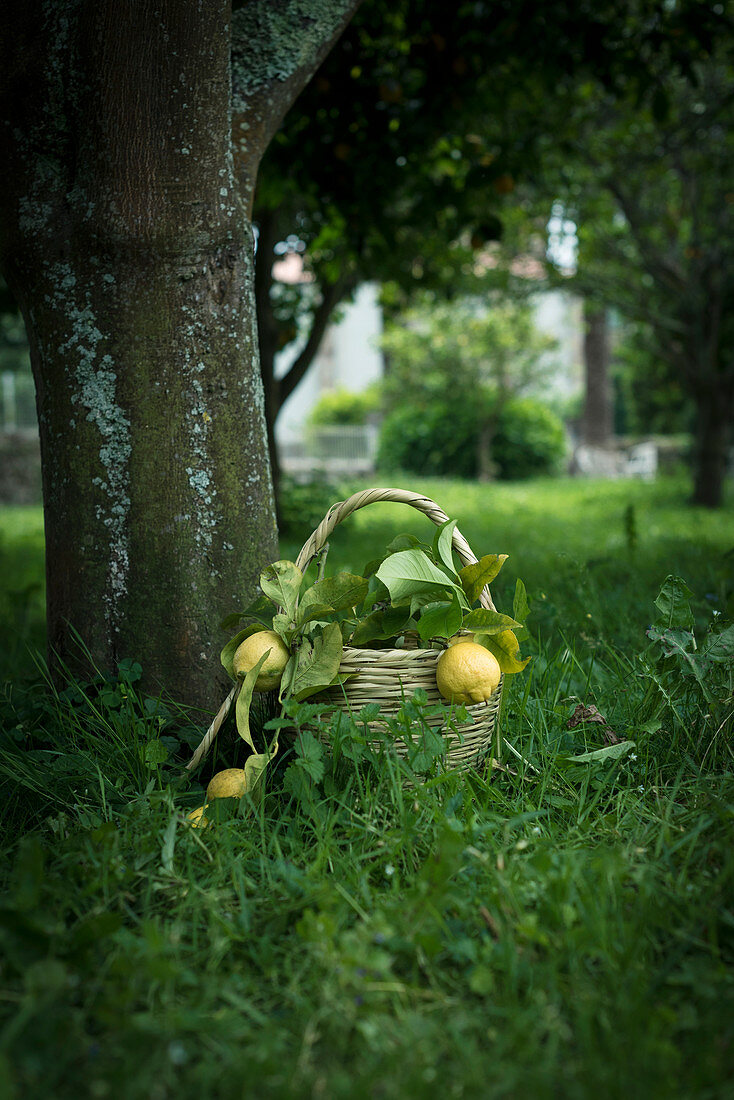 Frisch gepflückte Zitronen in Korb auf Wiese im Garten