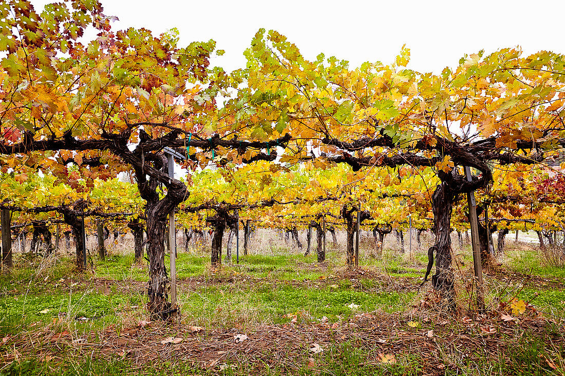 Autumnal grape vines at Granit Springs vineyard (Somerset, California)