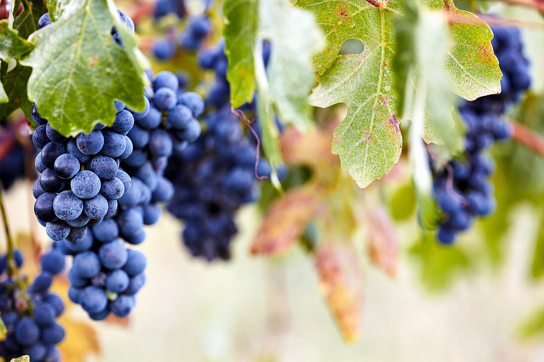 Barbera grapes on a vine at the Barnum vineyard (El Dorado, California)