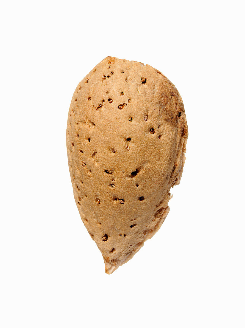 Marawaja, almond from Kunduz, Afghanistan