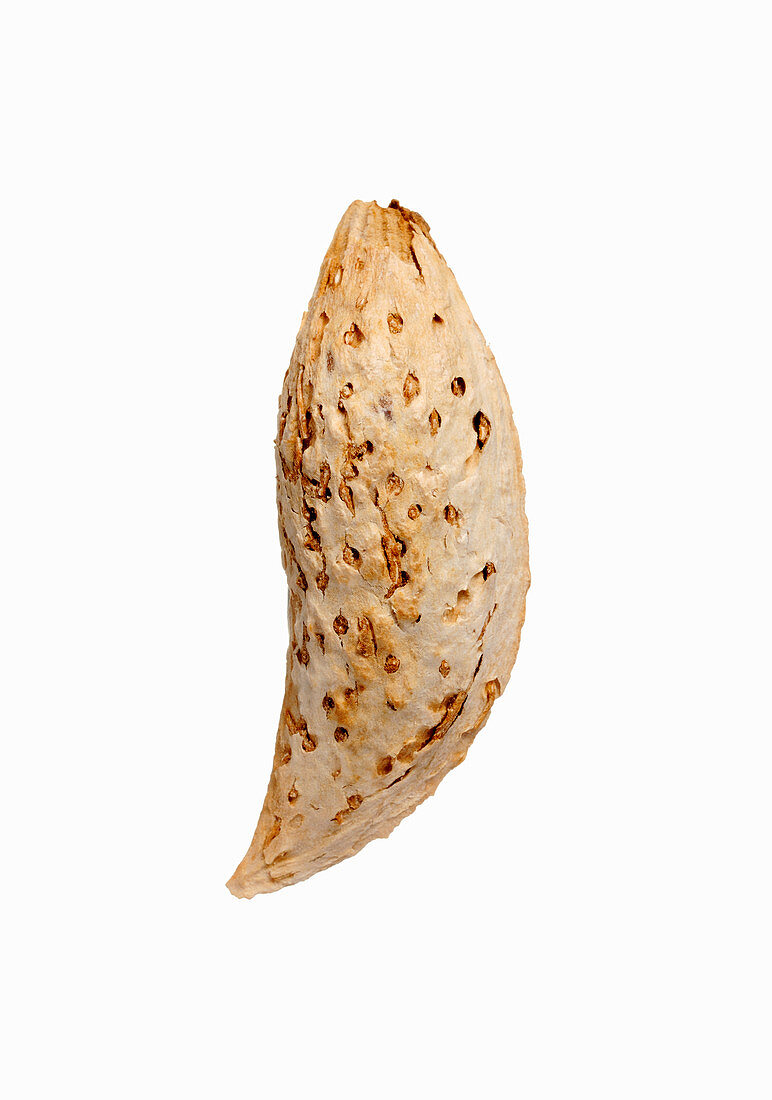 Almond from Kunduz, Afghanistan