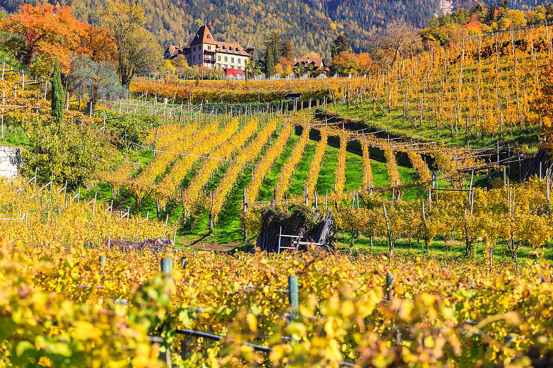 Schloss Labers, umgeben von Weinbergen, Meran, Vinschgau, Südtirol, Italien
