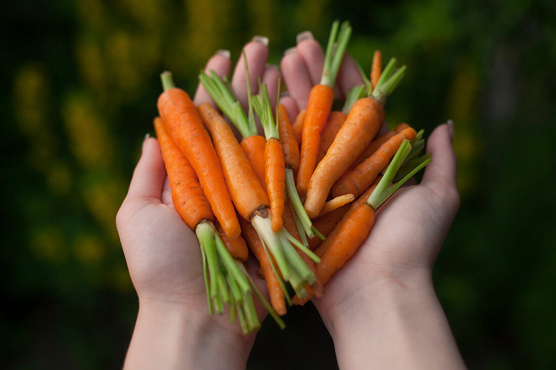 Hands holding fresh carrots