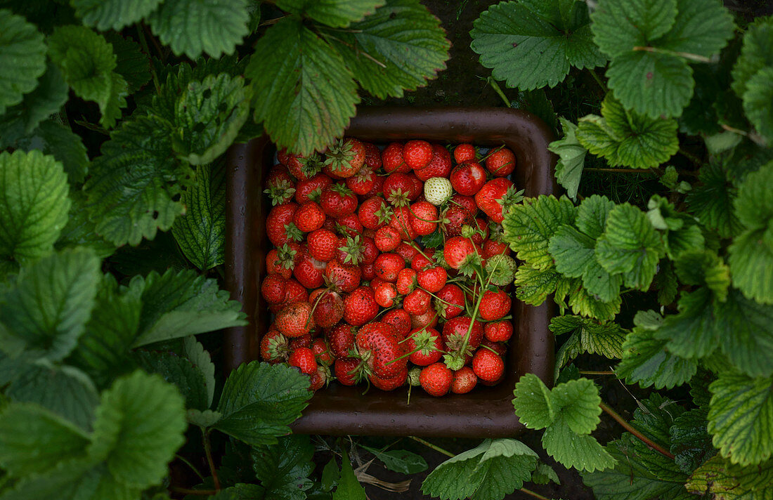 Freshly picked strawberries surrounded by strawberry plants