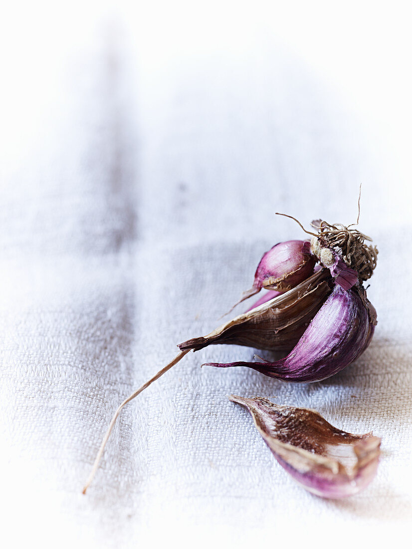 Purple garlic on a linen cloth