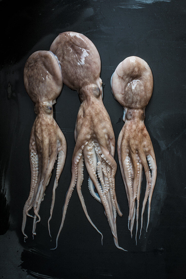 Drei frische Oktopusse