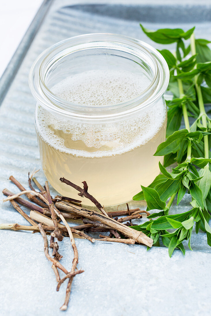 Home-made soapwort (Saponaria officinalis) washing solution in old mason jar