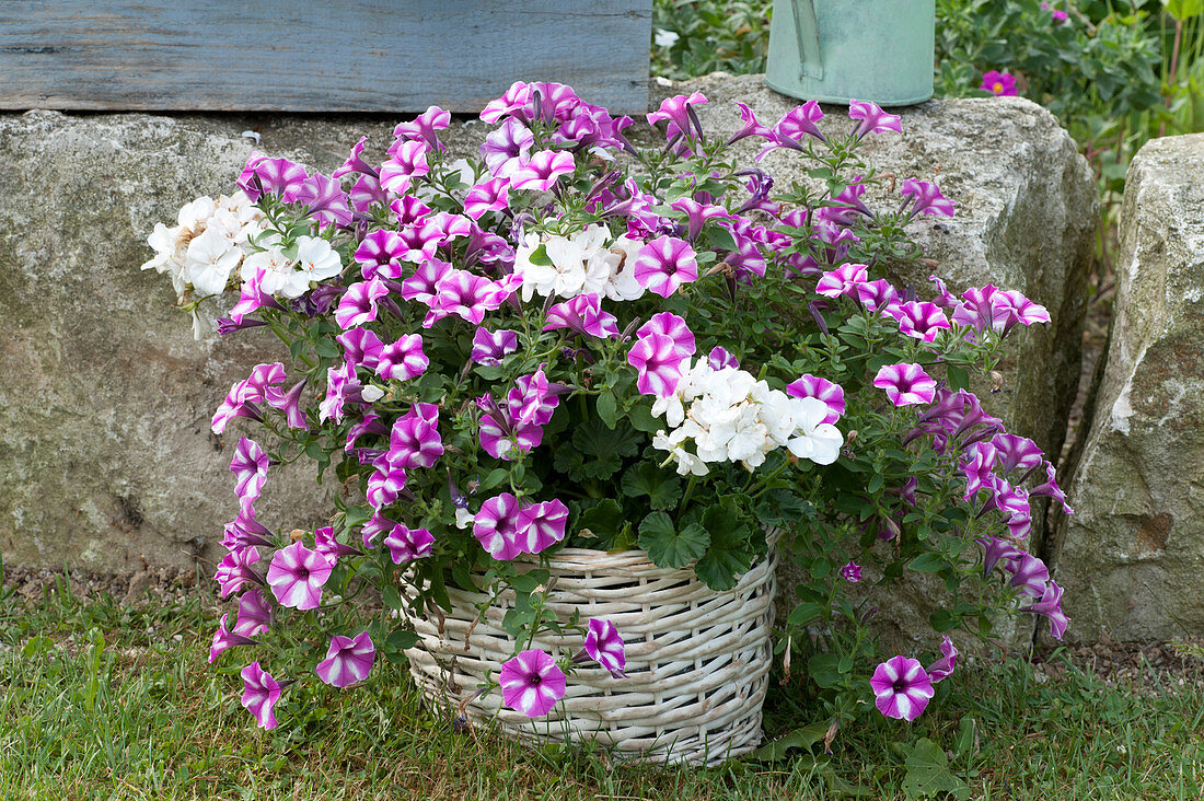 Basket with Petunia 'Raspberry Star' (Petunia) and Pelargonium (Geranium)