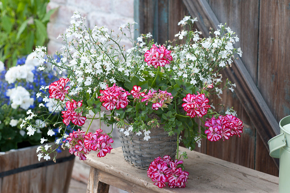 Basket with Pelargonium peltatum 'Red White Bicolor' (Hanging Geranium)