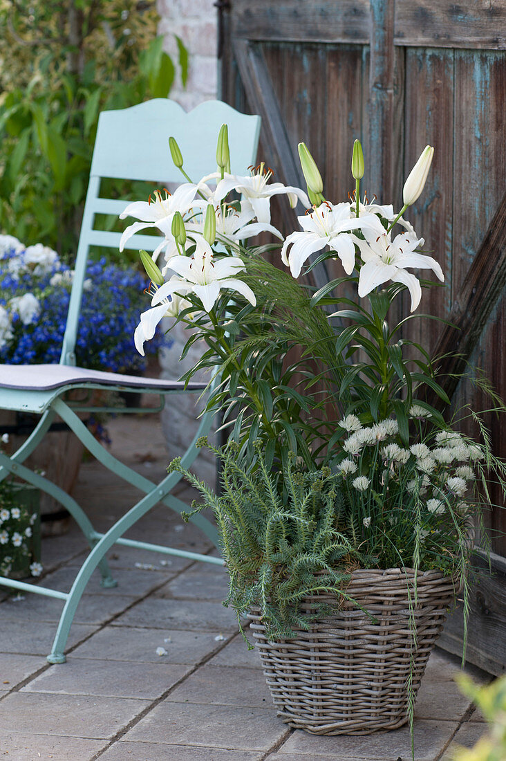 Lilium Hybride 'Mont Blanc' (lily), Allium schoenoprasum 'Corsican White' (lily)