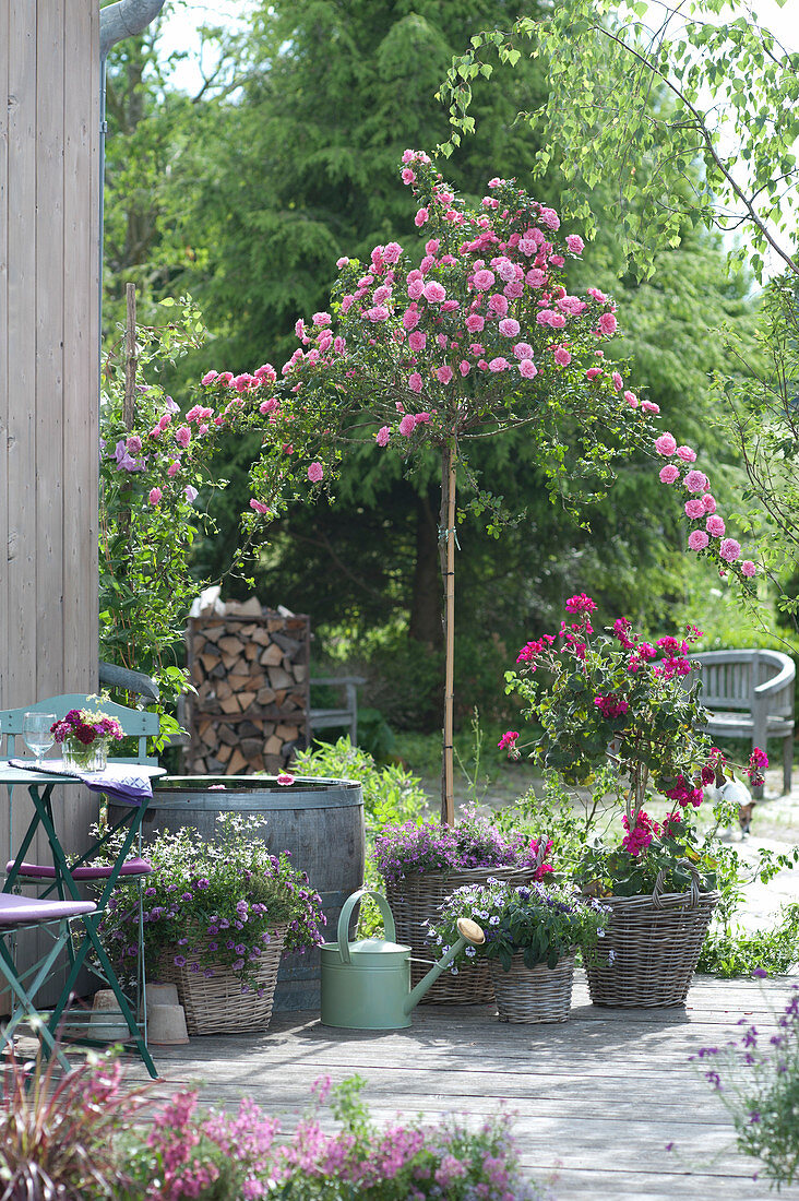 Rosa 'Starlet Rose Eva' (mini climbing rose) on stem, Pelargonium stems