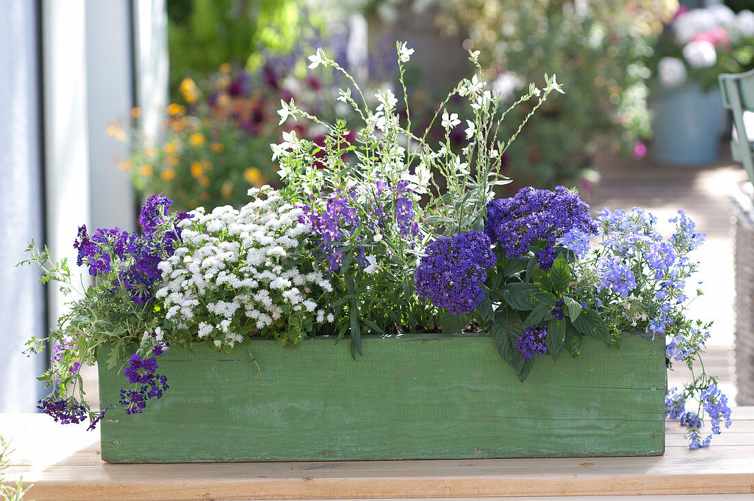 Blue - white wooden box Plantedpwith Ageratum (Floss Flower)