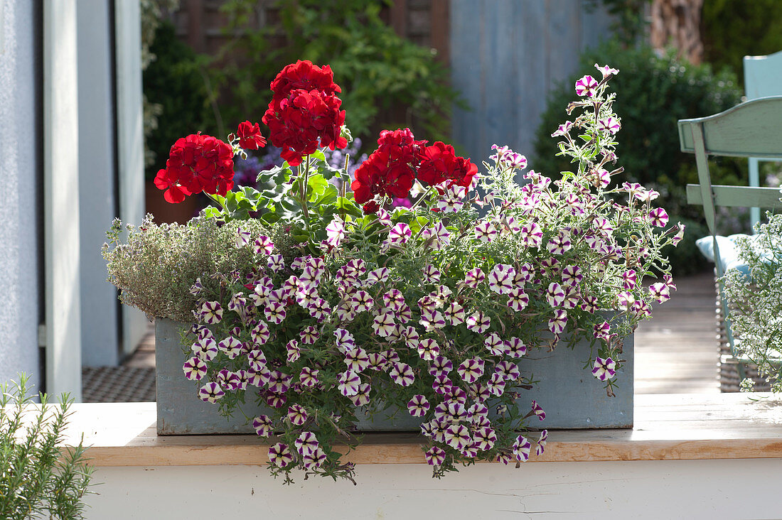 Petunia 'Dreamstar' (petunia), Pelargonium zonal Calliope 'Dark Red'