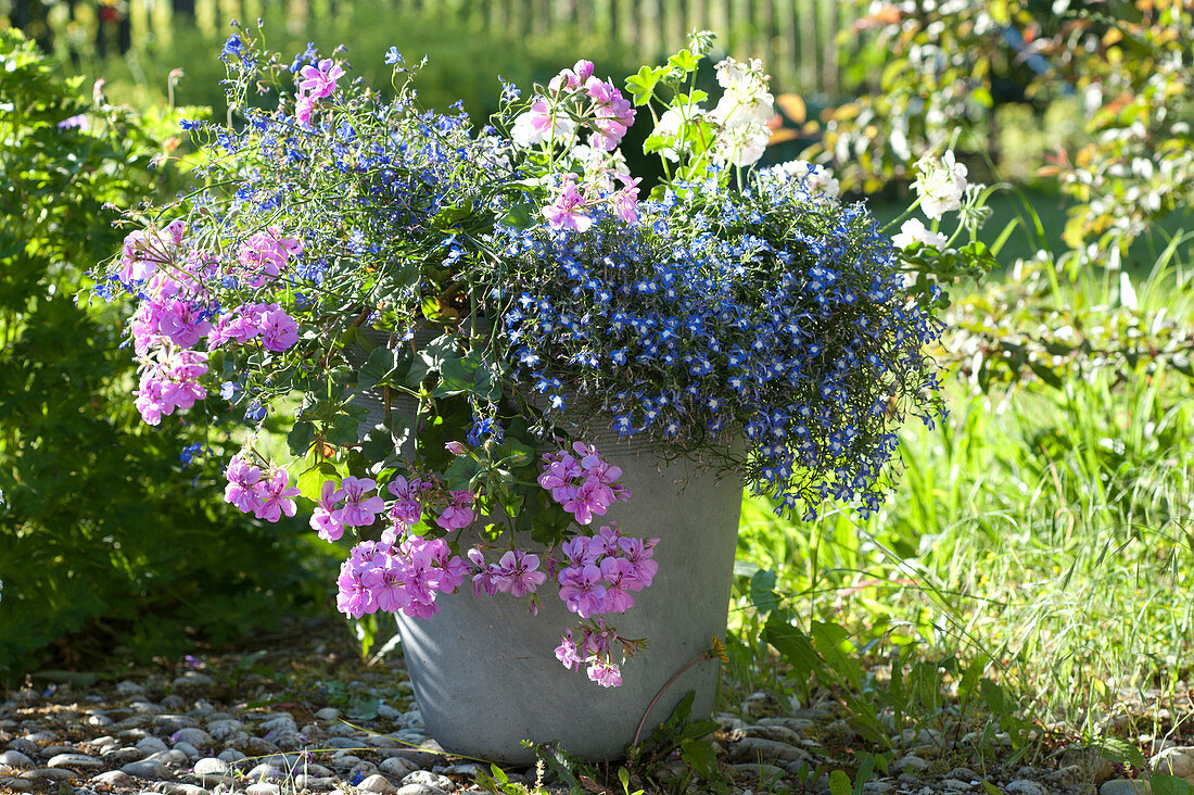 Lobelia erinus Lobelix 'Blue White Eye' and (Bird-Eye) Pelargonium