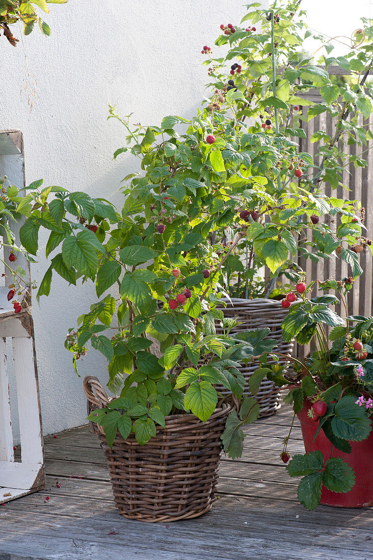 Berry fruit, arrangement on balcony