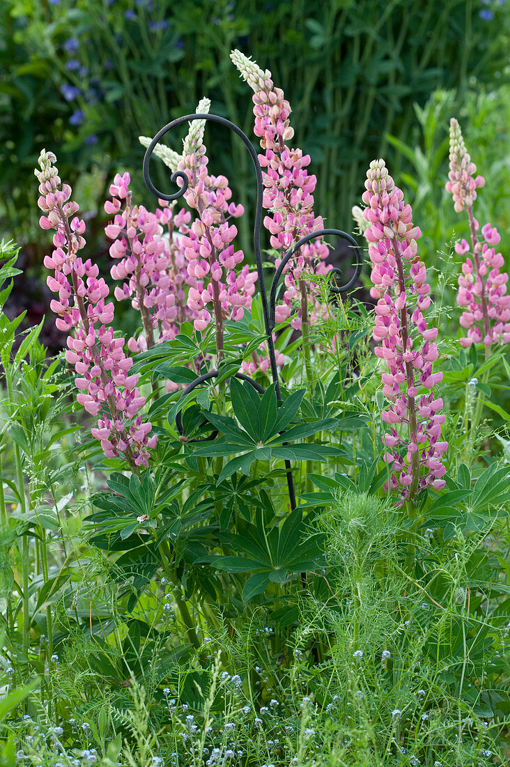 Lupinus polyphyllus 'Camelot Rose' ( Lupinen ) an Staudenstütze