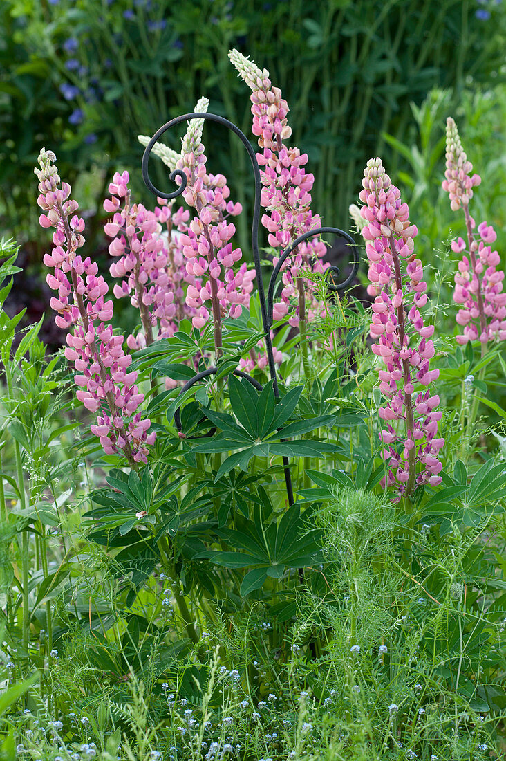 Lupinus polyphyllus 'Camelot Rose' (Lupines) on perennial support