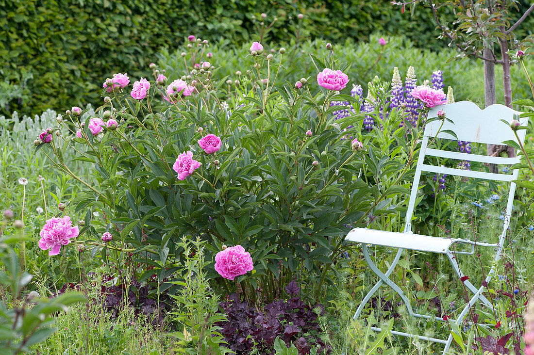 Paeonia lactiflora 'Glory Hallelujah' (peony) and Lupinus