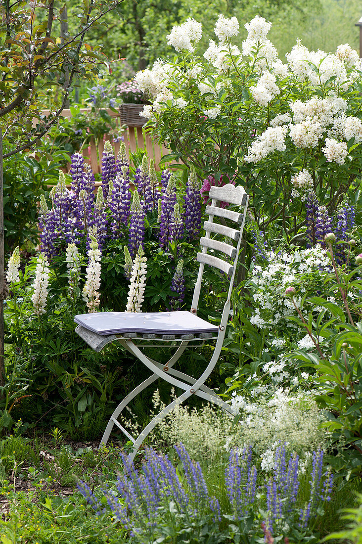 Seat in the border between Lupinus polyphyllus 'Kastellan' 'Fräulein' (Miss)