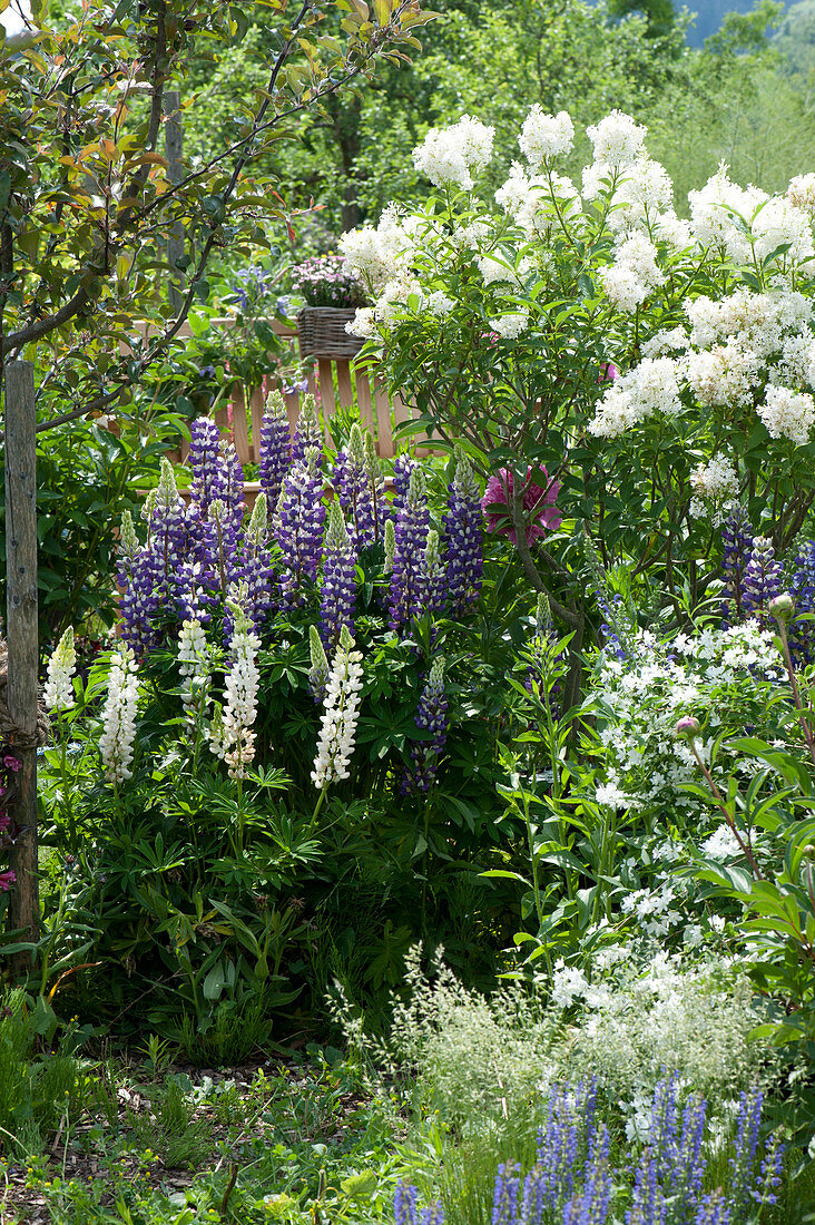 Flower bed with Lupinus polyphyllus 'Kastellan' 'Fräulein' (Lupins), Deutzia