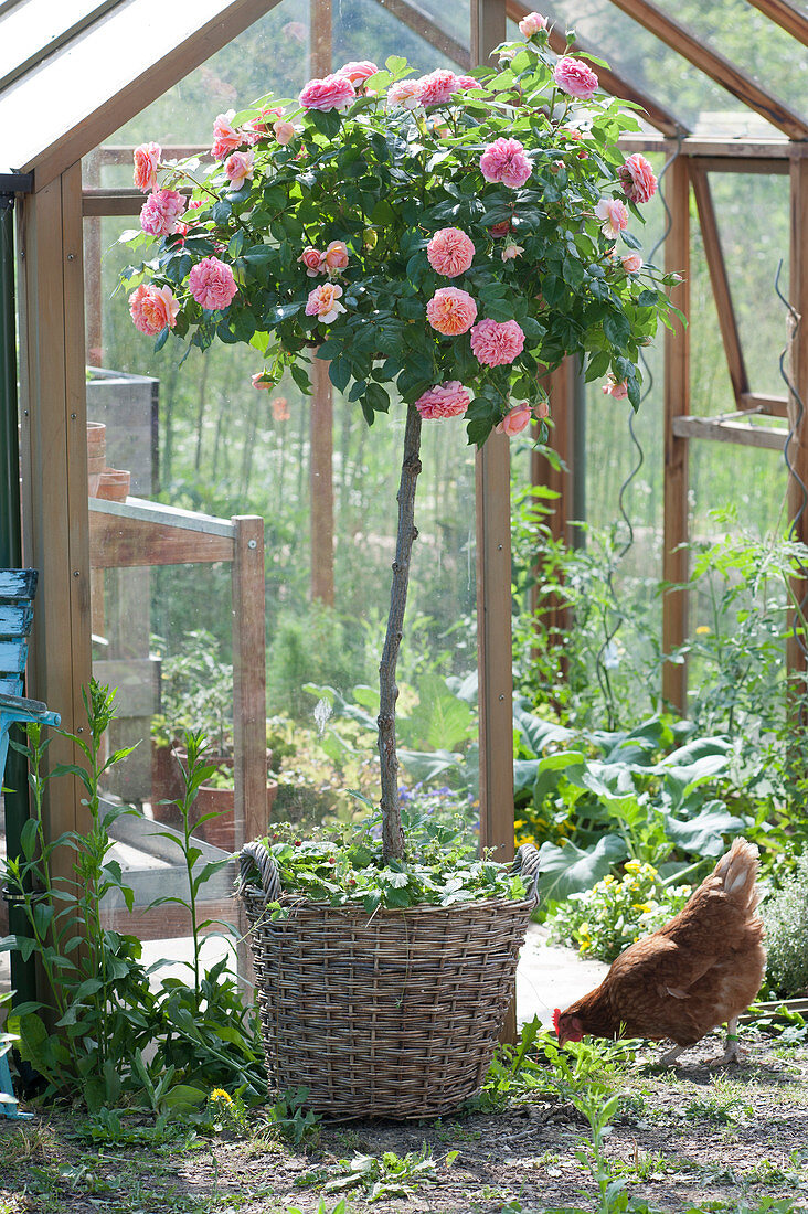 Pink 'Chippendale' ( Nostalgia rose )