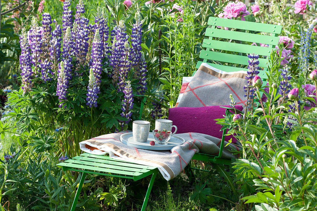 Lupinus polyphyllus 'Kastellan' (lupins), Paeonia (peony)