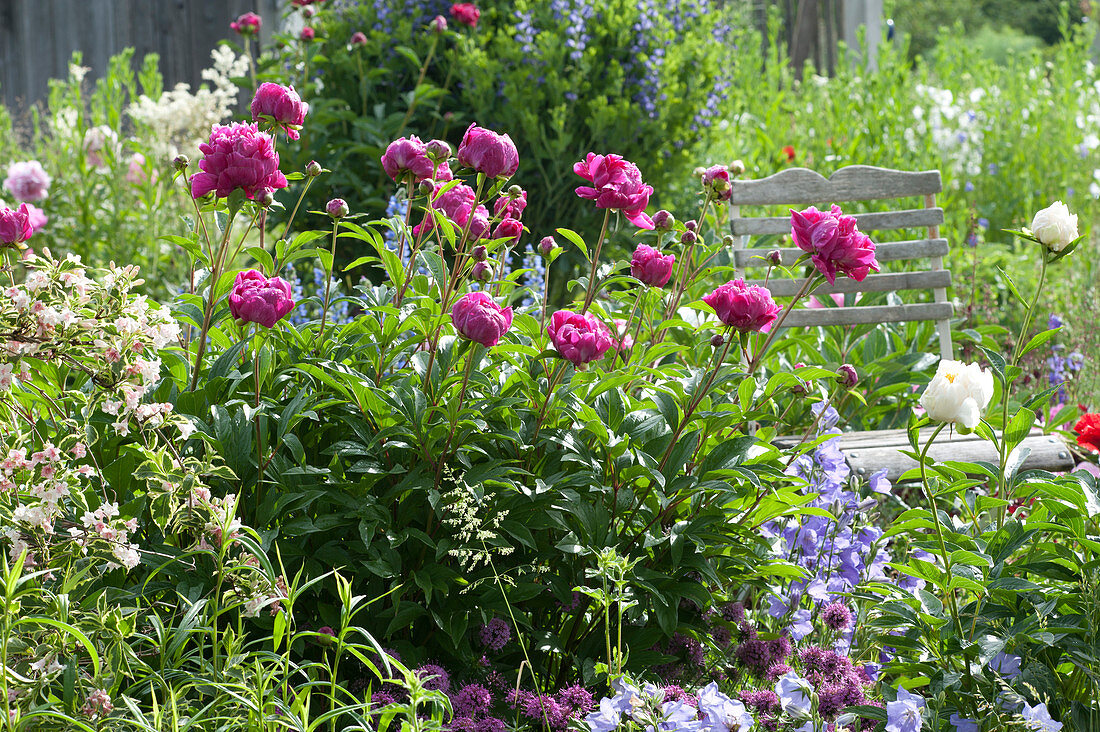 Frühsommer-Staudenbeet :  Paeonia lactiflora 'Pink Double' ( Pfingstrosen ),