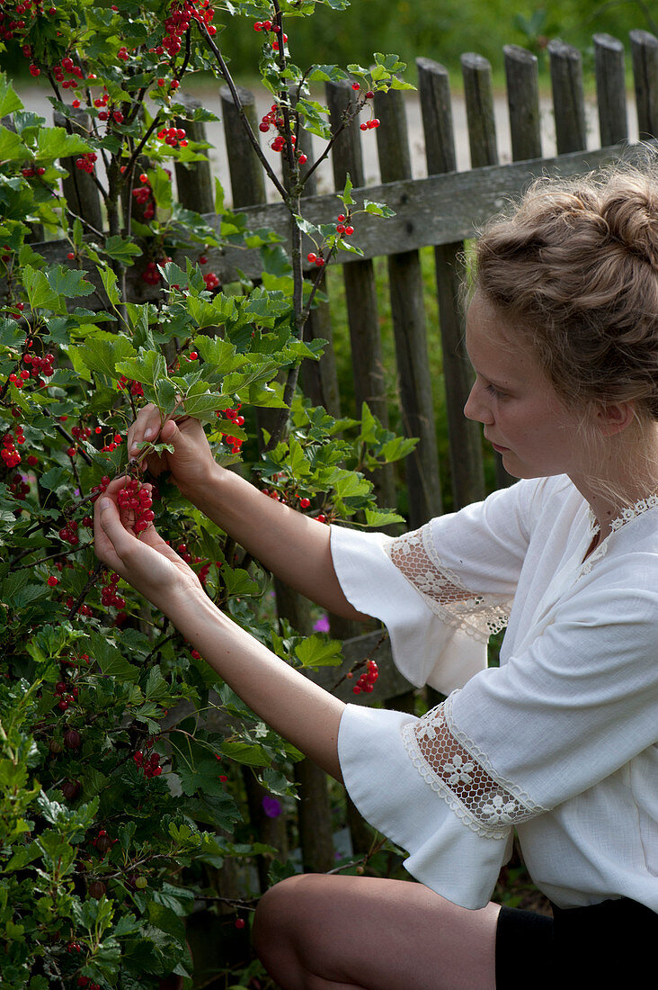 Woman picking ribes rubrum (redcurrants) at the fence