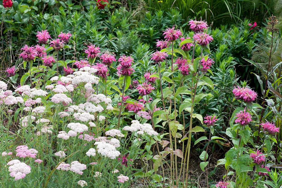 Beet mit Achillea millefolium ( Schafgarbe ) und Monarda fistulosa