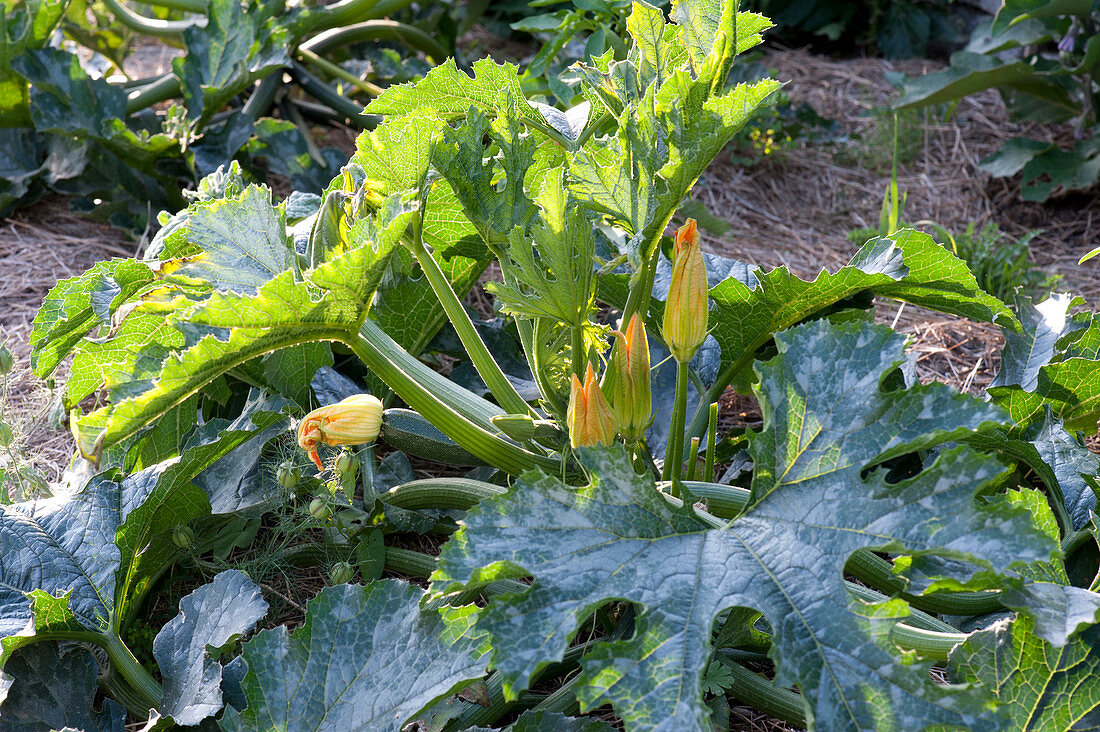 Cucurbita 'Diamant F1' Hybride ( Zucchini ) mit männlichen Blüten