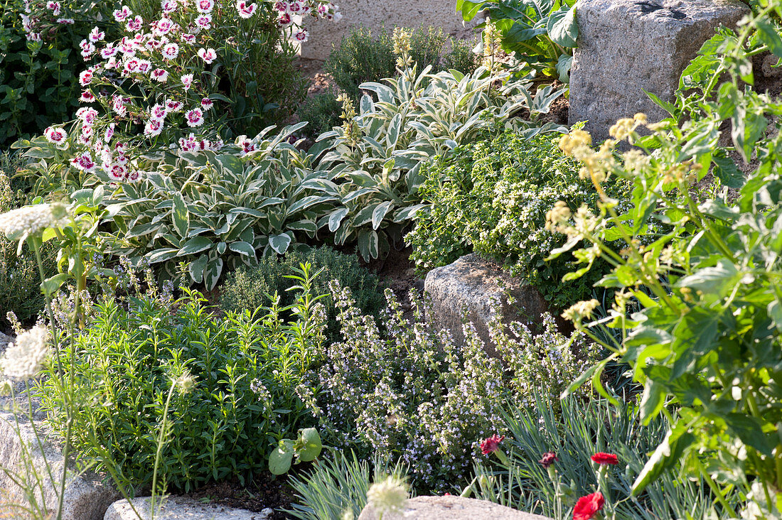 Herb bed with natural stone edging: Salvia officinalis 'Rotmühle'