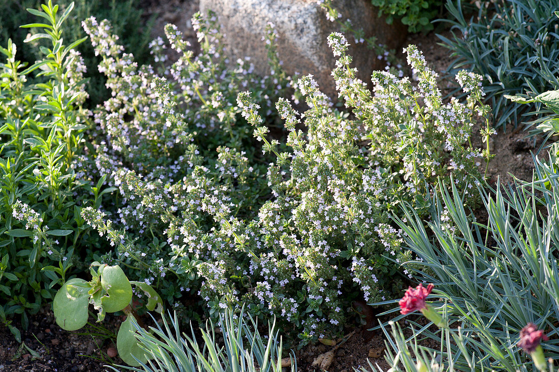 Herb bed with natural stone boundaries: Thymus vulgaris (Thyme)