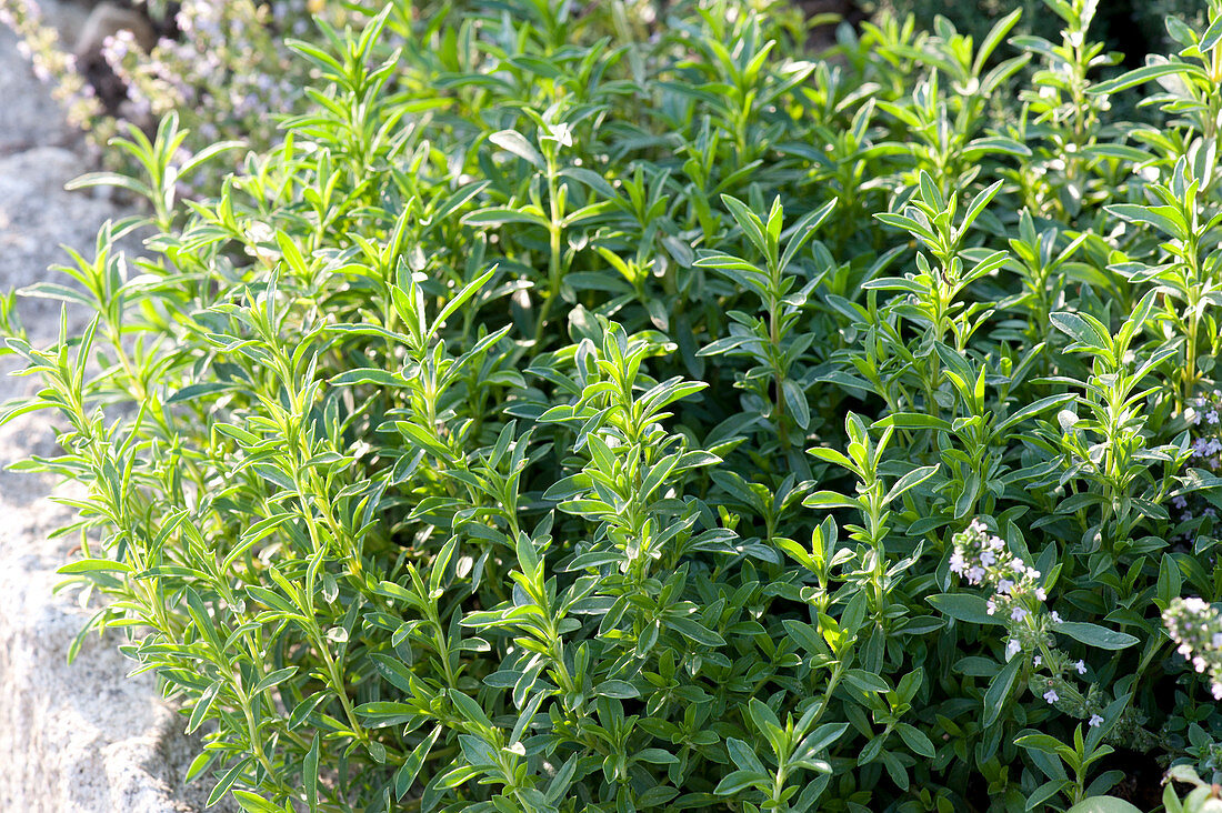 Herb bed with natural stone boundaries: Satureja (savory)