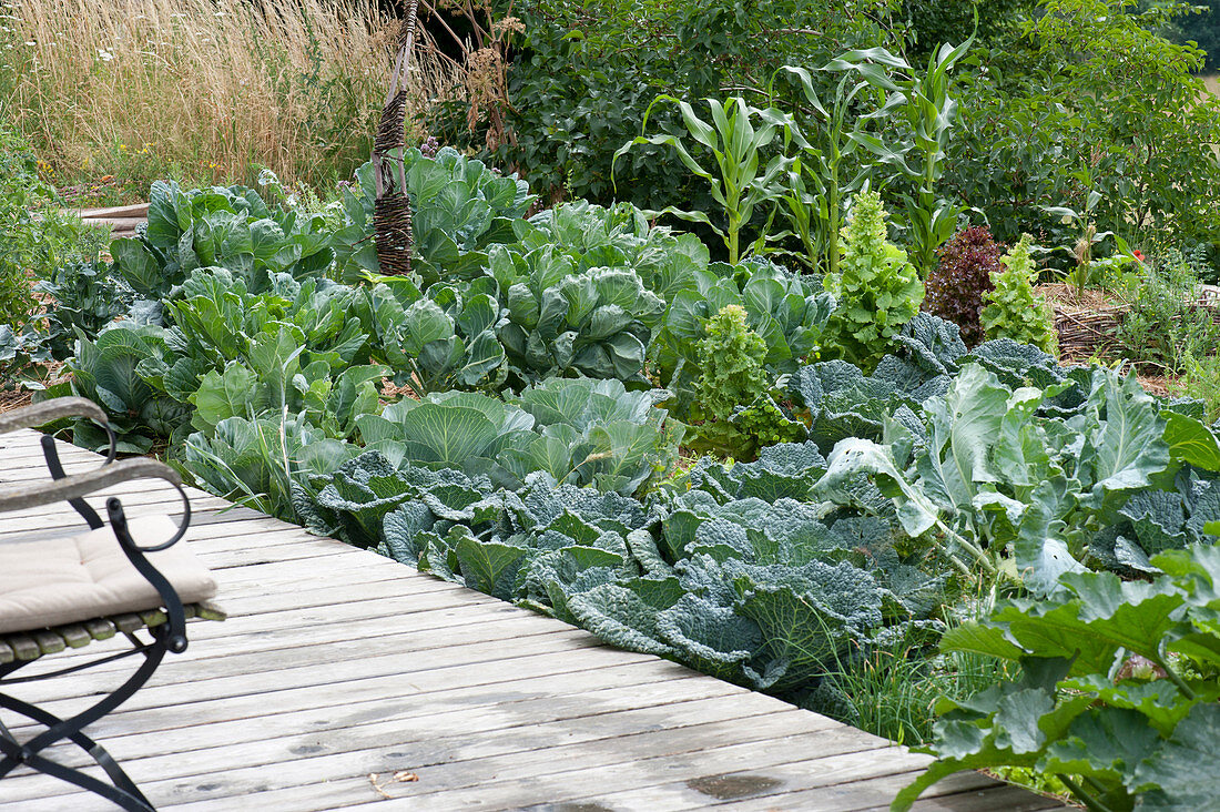 Vegetable bed with various cabbage varieties