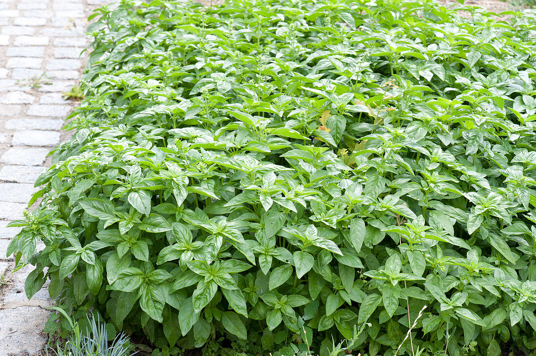 Herb bed with Ocimum basilicum 'Großer grüner Genoveser'