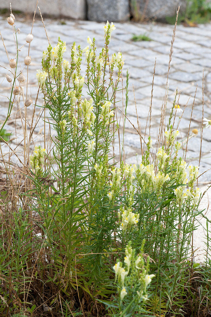 Linaria vulgaris (Female flax, wild snapdragons)