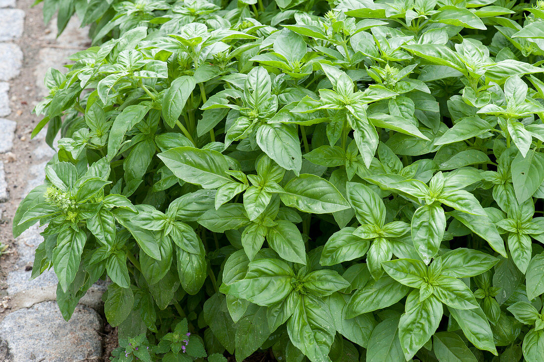 Ocimum basilicum 'Großer grüner Genoveser' (basil)