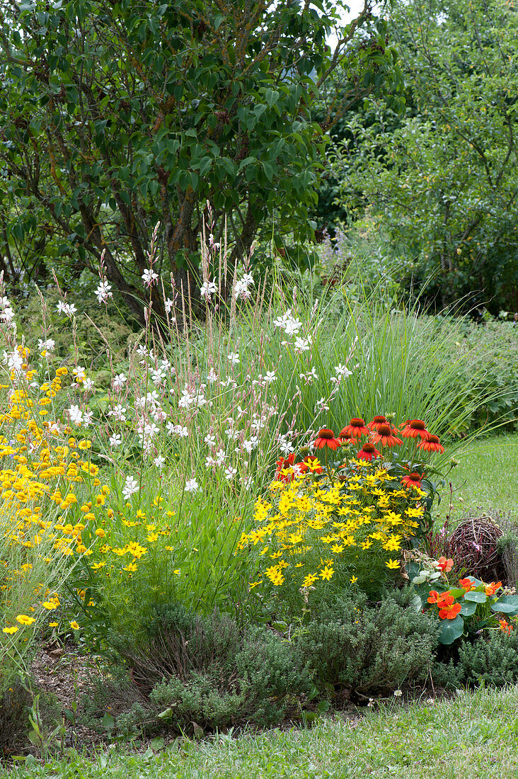 Red - yellow perennial border with coneflower
