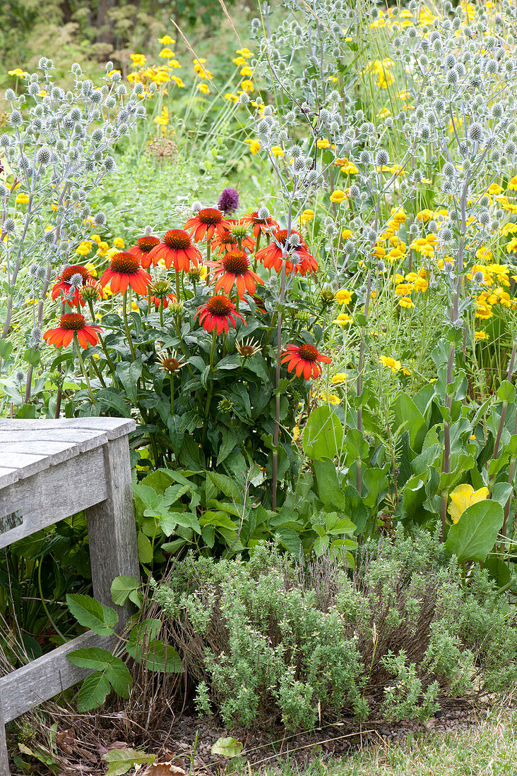 Red - yellow perennial border with coneflower