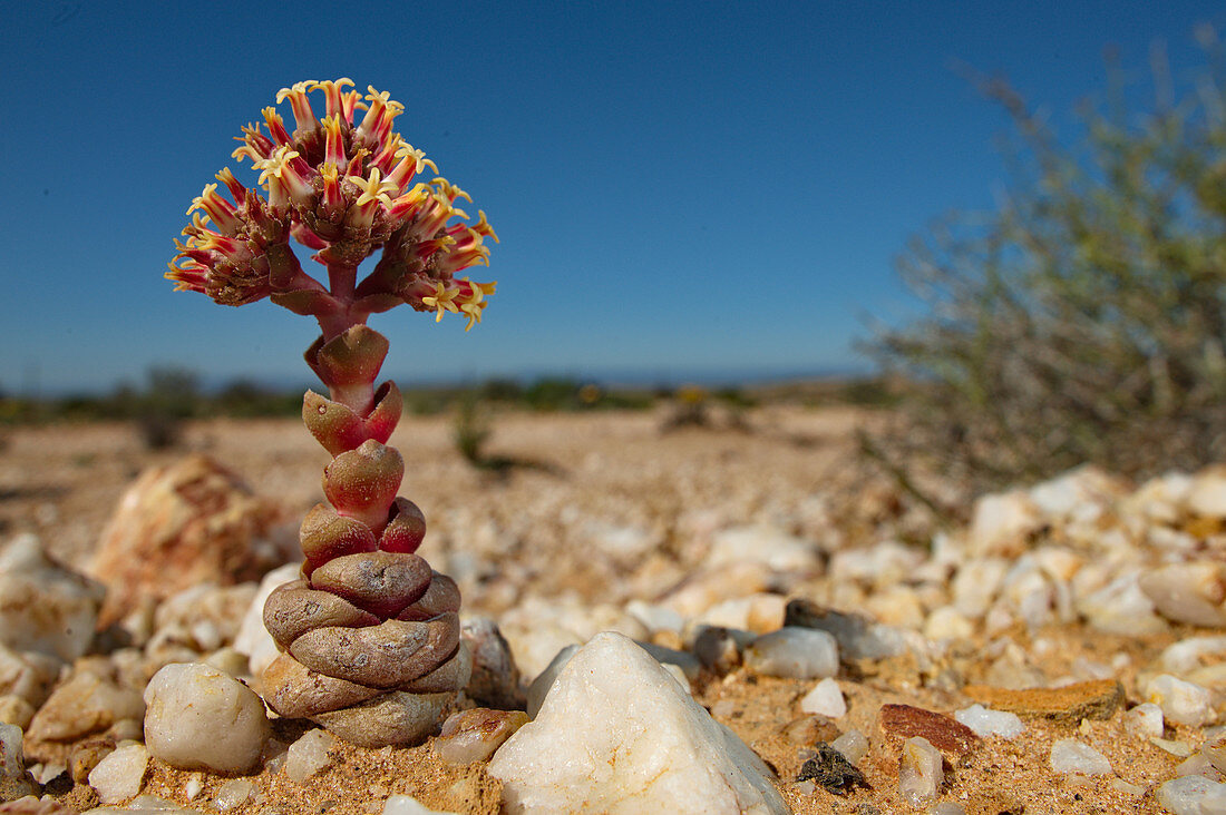 Crassula plant in quartz fields