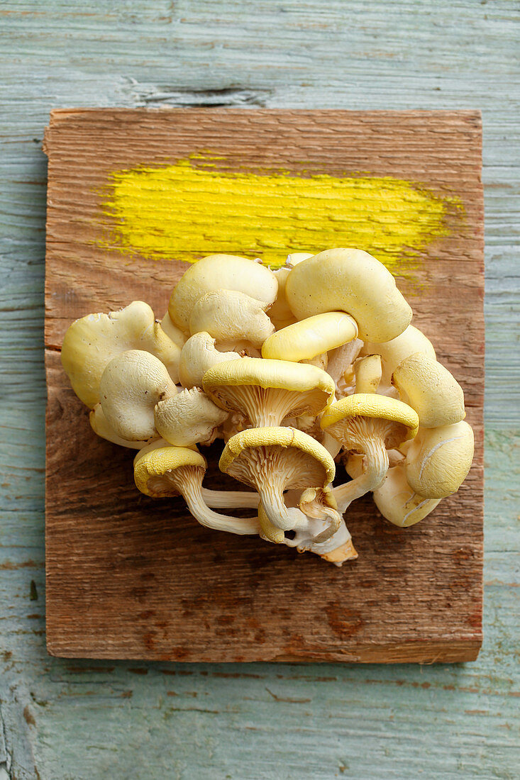 Fresh golden oyster mushrooms