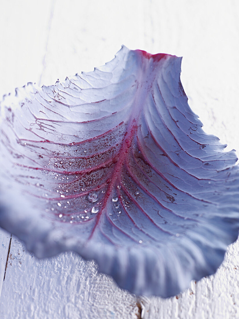 A red cabbage leaf with drops of water