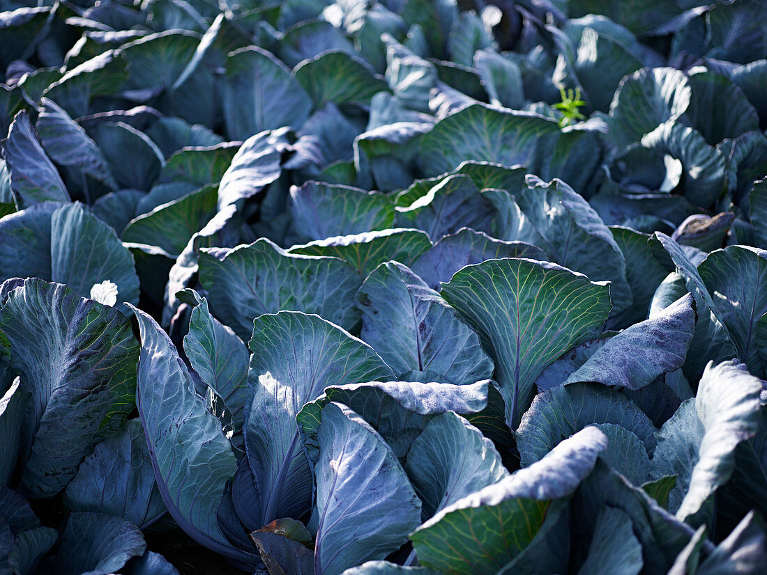 Rotkohl auf dem Feld