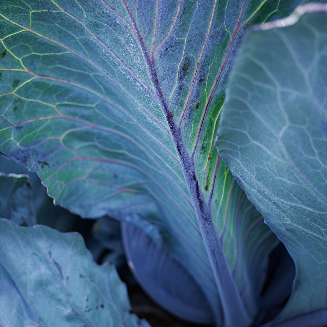Red cabbage leaves (close-up)