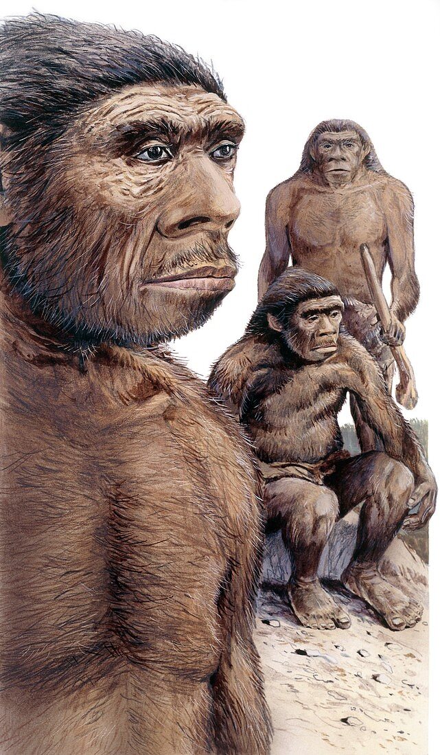 Neanderthals, illustration