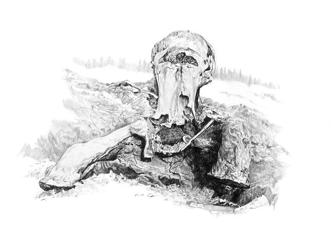 Mammoth fossil remains, illustration